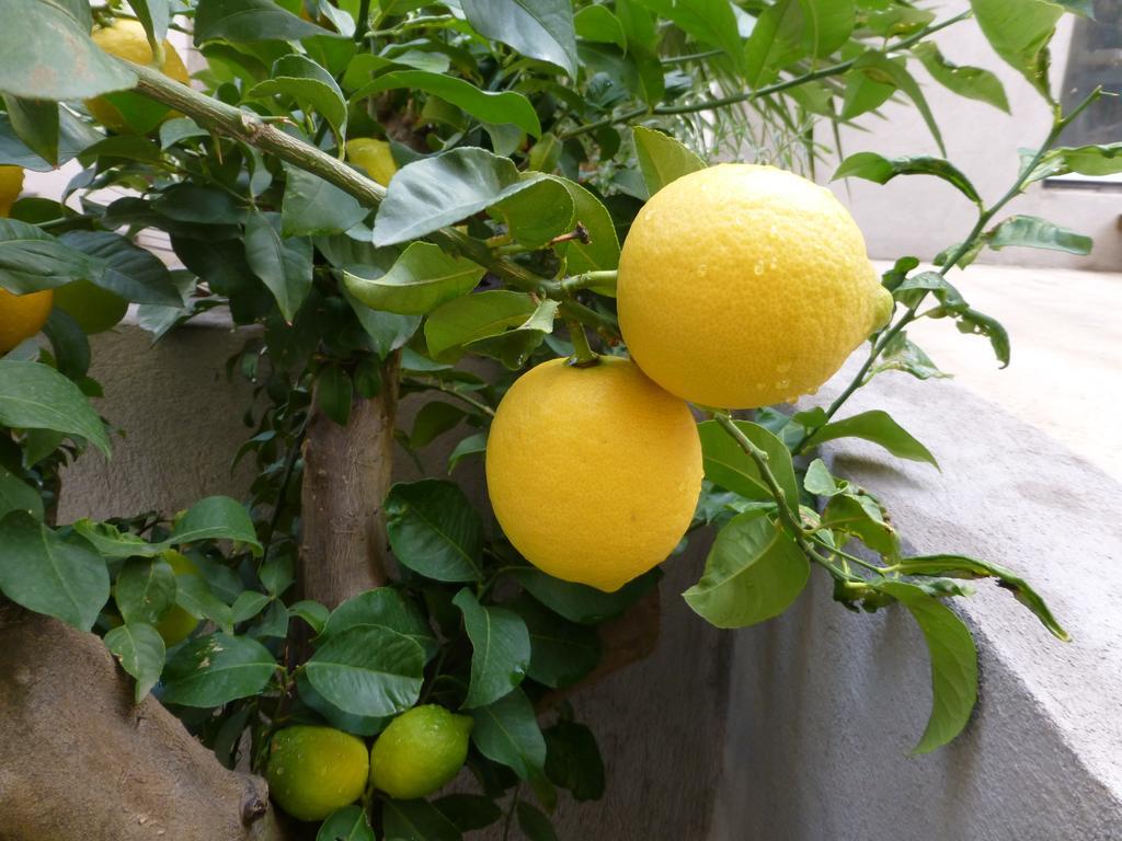 L'Orangeraie Et La Palmeraie D'Endoume Marseilles Exterior foto